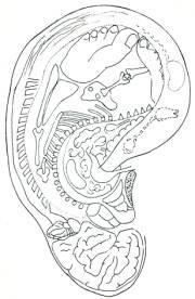 Organzuordnung Organzonen im Ohr